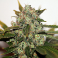 Original Skunk #1 Fast - SEEDSMAN