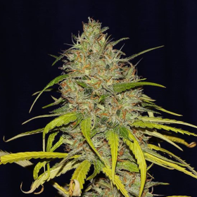 Power Africa x MK Ultra Fast - SEEDSMAN | TanieSianie.pl
