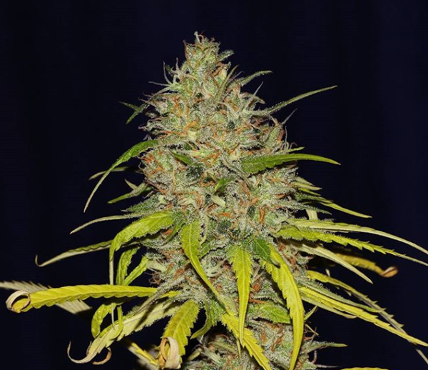 Power Africa x MK Ultra Fast - SEEDSMAN | TanieSianie.pl