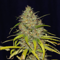 Power Africa x MK Ultra Fast - SEEDSMAN