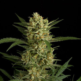 Auto Amnesia - SEEDSMAN | TanieSianie.pl