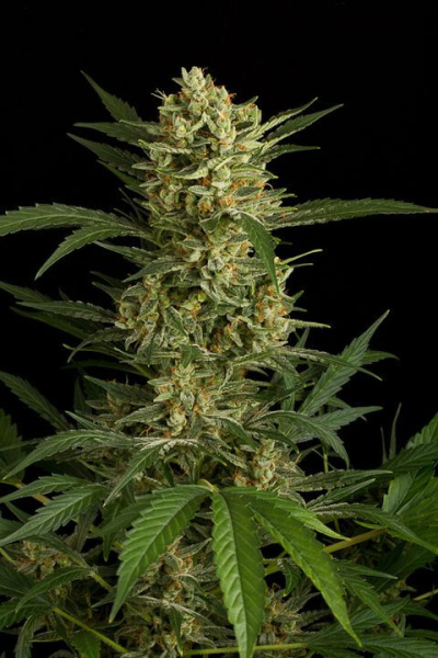 Auto Amnesia - SEEDSMAN | TanieSianie.pl