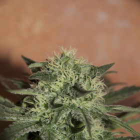 Auto Lemon - SEEDSMAN | TanieSianie.pl