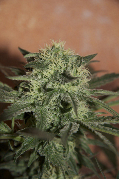 Auto Lemon - SEEDSMAN | TanieSianie.pl