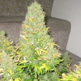 Auto Onyx - SEEDSMAN | TanieSianie.pl