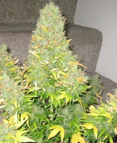 Auto Onyx - SEEDSMAN | TanieSianie.pl
