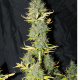 Auto Skunk #1 - SEEDSMAN | TanieSianie.pl