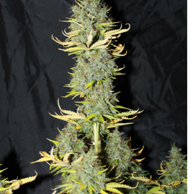 Auto Skunk #1 - SEEDSMAN | TanieSianie.pl