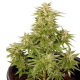 Royal Critical Automatic - ROYAL QUEEN SEEDS | TanieSianie.pl