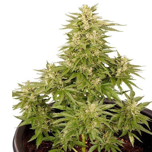 Royal Critical Automatic - ROYAL QUEEN SEEDS | TanieSianie.pl