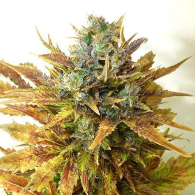 Auto Sour Diesel Haze - SEEDSMAN | TanieSianie.pl