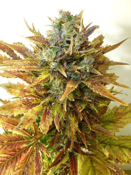 Auto Sour Diesel Haze - SEEDSMAN | TanieSianie.pl