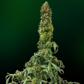 Auto Sweet Tooth - SEEDSMAN | TanieSianie.pl