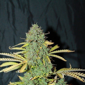 Auto White Widow - SEEDSMAN | TanieSianie.pl