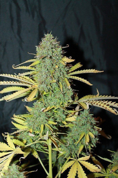 Auto White Widow - SEEDSMAN | TanieSianie.pl