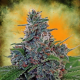 Blue Cush Fast Auto - SEEDSMAN | TanieSianie.pl