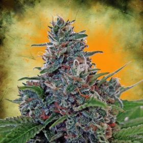 Blue Cush Fast Auto - SEEDSMAN | TanieSianie.pl