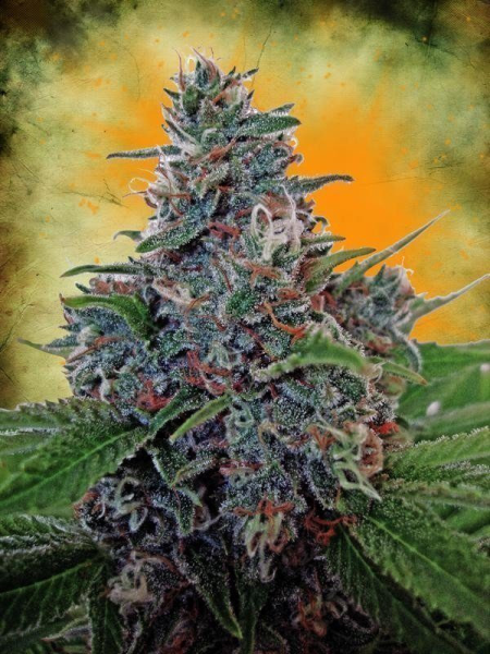 Blue Cush Fast Auto - SEEDSMAN | TanieSianie.pl