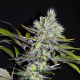 CBD Sweet'n Sour - SEEDSMAN | TanieSianie.pl