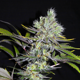 CBD Sweet'n Sour - SEEDSMAN | TanieSianie.pl