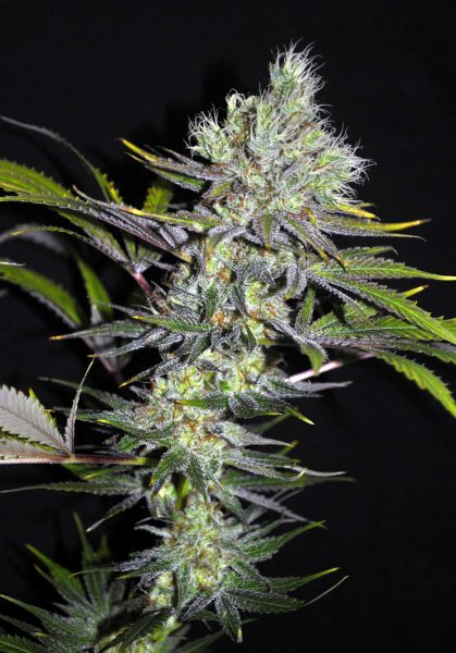 CBD Sweet'n Sour - SEEDSMAN | TanieSianie.pl