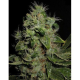 Chem Bubbly Auto - SEEDSMAN | TanieSianie.pl