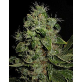 Chem Bubbly Auto - SEEDSMAN | TanieSianie.pl