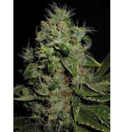 Chem Bubbly Auto - SEEDSMAN | TanieSianie.pl