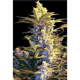 Easy Ryder Auto - SEEDSMAN | TanieSianie.pl