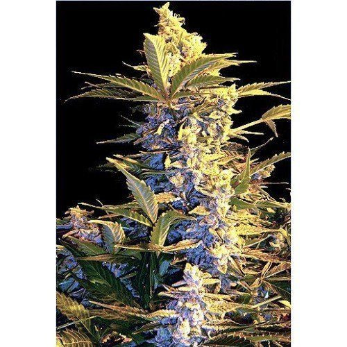 Easy Ryder Auto - SEEDSMAN | TanieSianie.pl