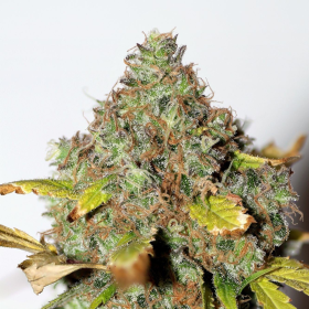 Power Africa - SEEDSMAN | TanieSianie.pl