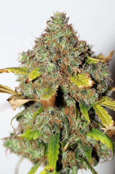 Power Africa - SEEDSMAN | TanieSianie.pl