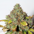 Power Africa - SEEDSMAN