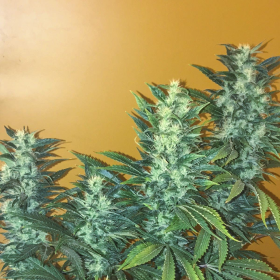 Power Africa Fast - SEEDSMAN | TanieSianie.pl