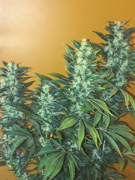 Power Africa Fast - SEEDSMAN | TanieSianie.pl