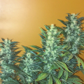 Power Africa Fast - SEEDSMAN