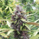 Purple Ryder Auto - SEEDSMAN | TanieSianie.pl