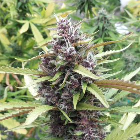 Purple Ryder Auto - SEEDSMAN | TanieSianie.pl