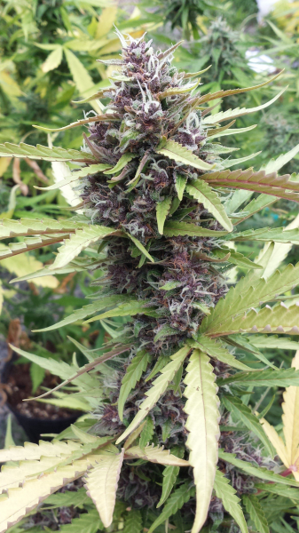 Purple Ryder Auto - SEEDSMAN | TanieSianie.pl