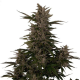 Royal Critical Automatic - ROYAL QUEEN SEEDS | TanieSianie.pl