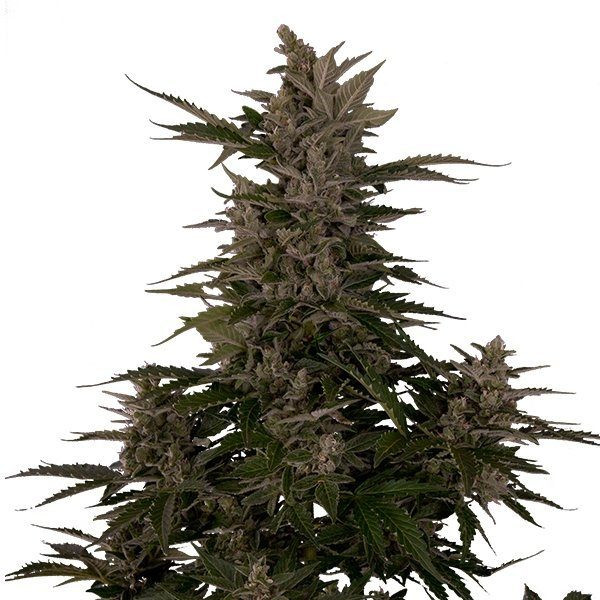 Royal Critical Automatic - ROYAL QUEEN SEEDS | TanieSianie.pl