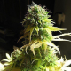 Somango - SEEDSMAN | TanieSianie.pl