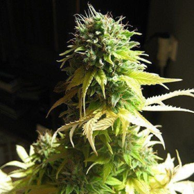 Somango - SEEDSMAN | TanieSianie.pl