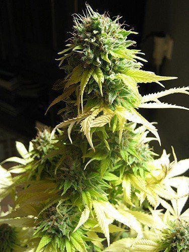 Somango - SEEDSMAN | TanieSianie.pl