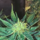 White Widow Fast - SEEDSMAN | TanieSianie.pl