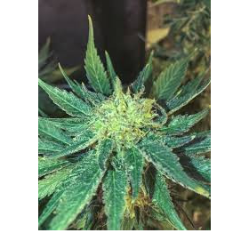 White Widow Fast - SEEDSMAN | TanieSianie.pl
