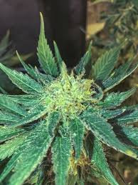 White Widow Fast - SEEDSMAN | TanieSianie.pl