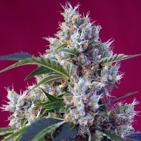 Indigo Berry Kush - SWEET SEEDS | TanieSianie.pl