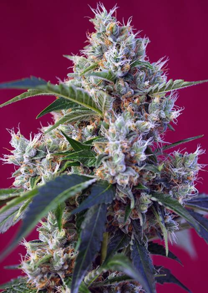Indigo Berry Kush - SWEET SEEDS | TanieSianie.pl