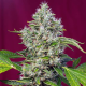 San Fernando Lemon Kush - SWEET SEEDS | TanieSianie.pl